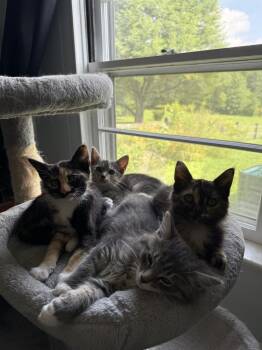Jackie -  Domestic Long Hair Cat for Adoption in East Greenville, Pennsylvania - Jackie | PetCurious
