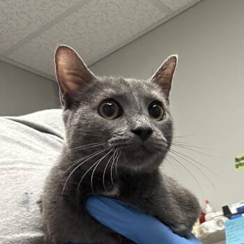 Roxanne -  Domestic Short Hair Cat for Adoption in Concord, North Carolina - Roxanne | PetCurious