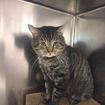 Beso -  Domestic Short Hair Cat for Adoption in Brentwood, Missouri - Beso | PetCurious