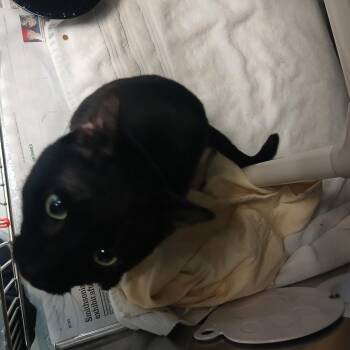 Domestic Short Hair Cats Available for Adoption in Philadelphia, Pennsylvania - Bruce Wayne | PetCurious