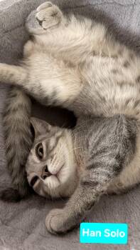 Han Solo (siblings are Chewbacca Luke Skywalker, Princess Leia & -  Domestic Short Hair Cat for Adoption in Brighton, Michigan - Han Solo (siblings Are Chewbacca Luke Skywalker, Princess Leia & | PetCurious