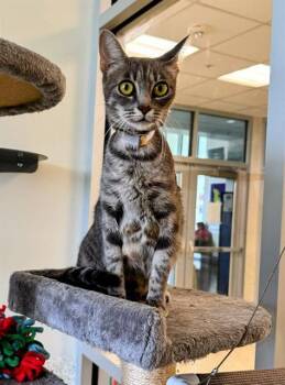 Rescue Domestic Short Hair Cats for Adoption in Houston, Texas - CORAL | PetCurious