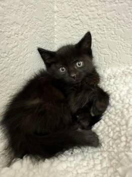 Noir -  Domestic Short Hair Cat for Adoption in Green Valley, Arizona - Noir | PetCurious