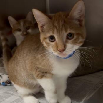 Mini Me -  Domestic Short Hair Cat for Adoption in Chicago, Illinois - Mini Me | PetCurious