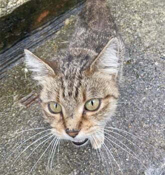 Rescue Domestic Short Hair Cats for Adoption in Indianapolis, Indiana - ADDISON | PetCurious