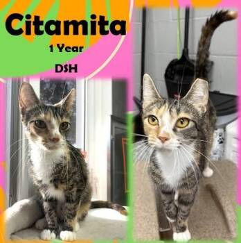 Citamita -  Domestic Short Hair Cat for Adoption in Franklin, Indiana - Citamita | PetCurious
