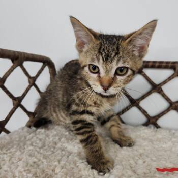 Hopper -  Domestic Short Hair Cat for Adoption in Fort Wayne, Indiana - Hopper | PetCurious