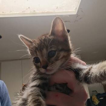Domestic Short Hair Cats Available for Adoption in Dallas, Texas - Tampa | PetCurious