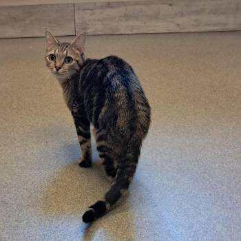 Teagan -  Domestic Short Hair Cat Available for Adoption in Concord, New Hampshire - Teagan | PetCurious