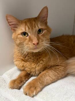 Rescue Domestic Medium Hair Cats for Adoption in Norwalk, Connecticut - Edward | PetCurious