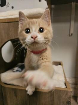 Domestic Short Hair Cats Available for Adoption - Provolone | PetCurious