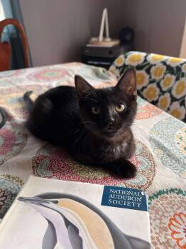 Rescue Domestic Short Hair Cats for Adoption in Wasilla, Alaska - Dill | PetCurious