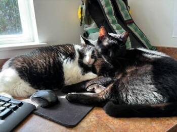 Chris -  Domestic Short Hair Cat for Adoption in Fishers, Indiana - Chris | PetCurious