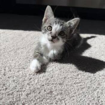 Reese -  Domestic Short Hair Cat for Adoption in West Palm Beach, Florida - Reese | PetCurious