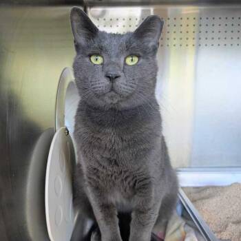 Steely Dan -  Domestic Short Hair Cat for Adoption in Asheville, North Carolina - Steely Dan | PetCurious