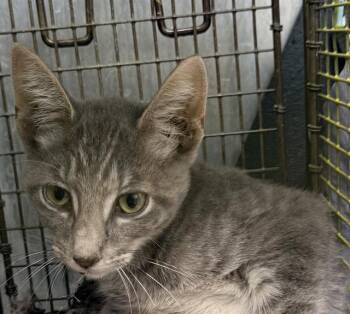 CLIFF -  Domestic Short Hair Cat for Adoption in San Antonio, Texas - CLIFF | PetCurious