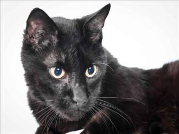 EDUARDO -  Domestic Short Hair Cat for Adoption in Loveland, Colorado - EDUARDO | PetCurious