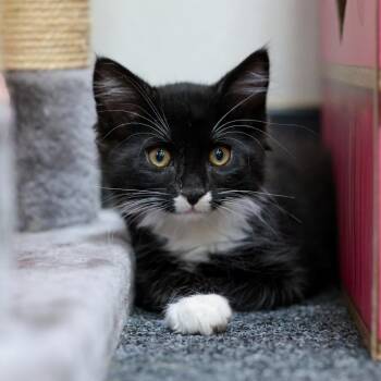 Walter -  Domestic Long Hair Cat for Adoption in Morgan Hill, California - Walter | PetCurious