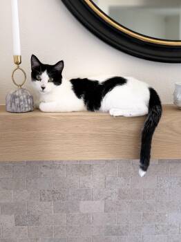Snow White -  American Shorthair Cat for Adoption in Mission Viejo, California - Snow White | PetCurious