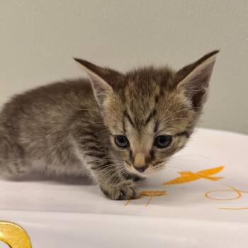 Roxy -  Domestic Short Hair Cat for Adoption in Clearwater, Florida - Roxy | PetCurious