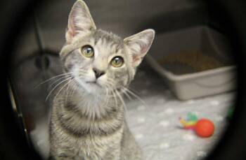 Rescue Domestic Short Hair and Tabby Cats for Adoption in Greensboro, North Carolina - Tinsel | PetCurious