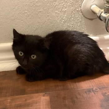 Domestic Medium Hair Cats Available for Adoption in Waco, Texas - Midnight | PetCurious