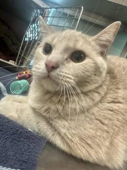 Spaghetti Pete -  Domestic Short Hair Cat for Adoption in Stratham, New Hampshire - Spaghetti Pete | PetCurious
