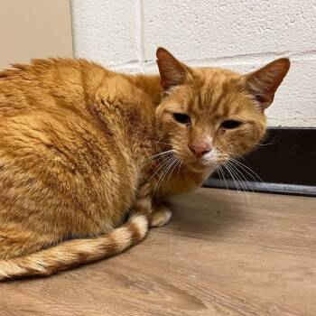 SVAS-Stray-38737 -  Domestic Short Hair Cat Available for Adoption in Lyndhurst, Virginia - SVAS-Stray-38737 | PetCurious