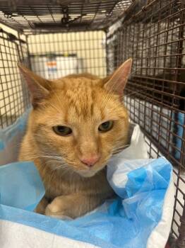 Domestic Short Hair Cats Available for Adoption in Winder, Georgia - 2026-04-115 MR ORANGE | PetCurious