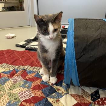 Cocoa Pebbles -  Domestic Short Hair Cat for Adoption in Bedford, New Hampshire - Cocoa Pebbles | PetCurious