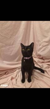 Kasja -  Domestic Short Hair Cat for Adoption in Dalworthington Gardens, Texas - Kasja | PetCurious