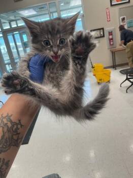 Killer -  Domestic Medium Hair Cat for Adoption in Hobbs, New Mexico - Killer | PetCurious