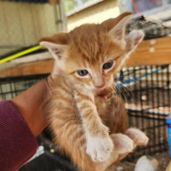 Wally -  Domestic Short Hair Cat for Adoption in Meridian, Idaho - Wally | PetCurious