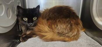Domestic Medium Hair and Domestic Short Hair Cats Available for Adoption in Roseville, California - Mischief Missy | PetCurious