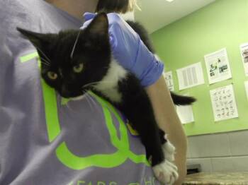 MR. MYSTERY MEATLOAF -  Domestic Short Hair Cat for Adoption in Omaha, Nebraska - MR. MYSTERY MEATLOAF | PetCurious