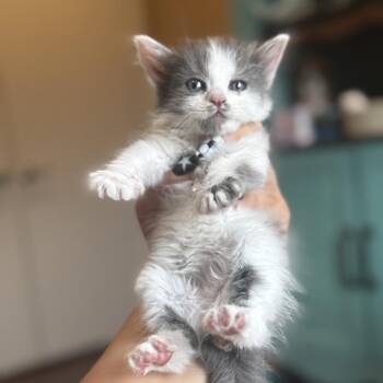 Veruca -  Domestic Short Hair Cat for Adoption in Calimesa, California - Veruca | PetCurious