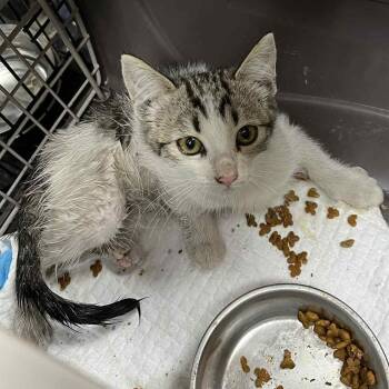 Rescue Domestic Short Hair Cats for Adoption in Antioch, California - Bonnet | PetCurious