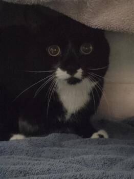 Deadpool -  Domestic Short Hair Cat for Adoption in Montreal, Quebec - Deadpool | PetCurious