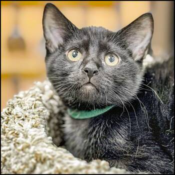 Pele -  Domestic Short Hair Cat for Adoption in Roswell, Georgia - Pele | PetCurious
