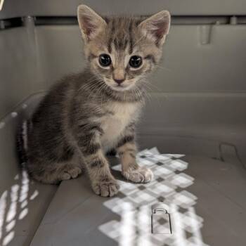 Zelda -  Domestic Short Hair Cat for Adoption in Lynchburg, Virginia - Zelda | PetCurious