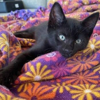 Bombay Cats Available for Adoption in Hoquiam, Washington - Cosmo - Darling Kitten | PetCurious
