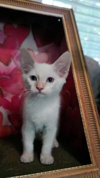 Cloud ( Tara ) -  Siamese Cat for Adoption in Vacaville, California - Cloud ( Tara ) | PetCurious
