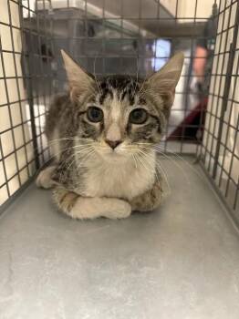HAIRY STYLES -  Domestic Short Hair Cat for Adoption in Las Vegas, Nevada - HAIRY STYLES | PetCurious