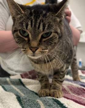 CINNAMON NIGHTSHADE -  Domestic Short Hair Cat for Adoption in Peoria, Illinois - CINNAMON NIGHTSHADE | PetCurious