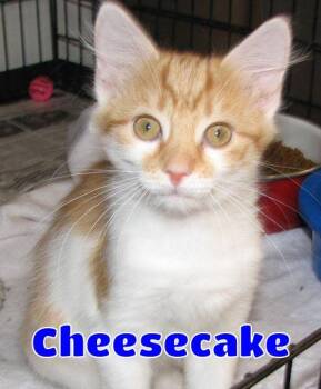 5484 Cheesecake -  Domestic Short Hair Cat for Adoption in Lawrenceburg, Kentucky - 5484 Cheesecake | PetCurious