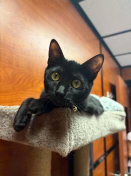 Skye -  Domestic Short Hair Cat for Adoption in Burnaby, British Columbia - Skye | PetCurious