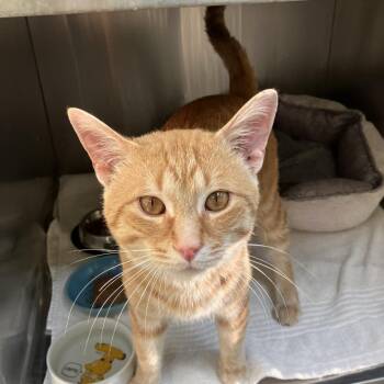 Domestic Short Hair Cats Available for Adoption in Burlington, Ontario - Ziggy | PetCurious