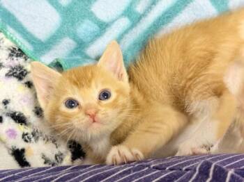 Abyssinian Cats Available for Adoption in Parlier, California - Twix | PetCurious
