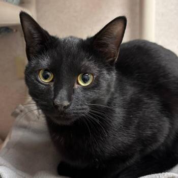 Kimchi -  Domestic Short Hair Cat for Adoption in Naperville, Illinois - Kimchi | PetCurious