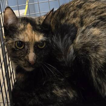 Domestic Short Hair Cats Available for Adoption in Newark, New Jersey - Break | PetCurious